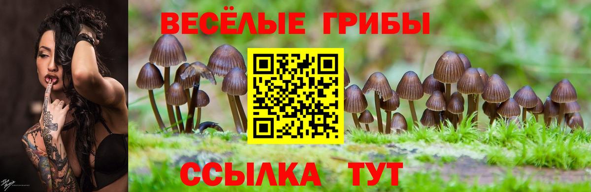 Галлюциногенные грибы Psilocybine cubensis Сосновоборск